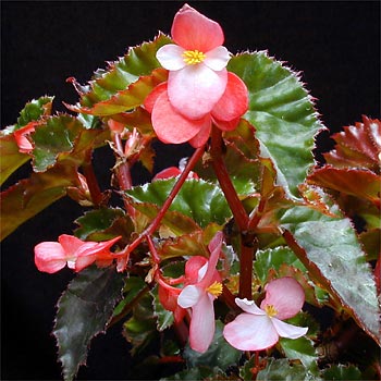 begonia-richmondensis1.jpg