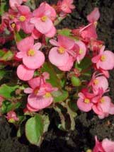 begonia-semperflorens-flore.jpg