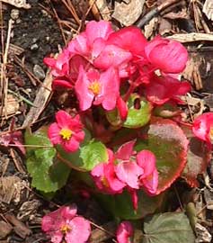 begonia-semperflorens.jpg