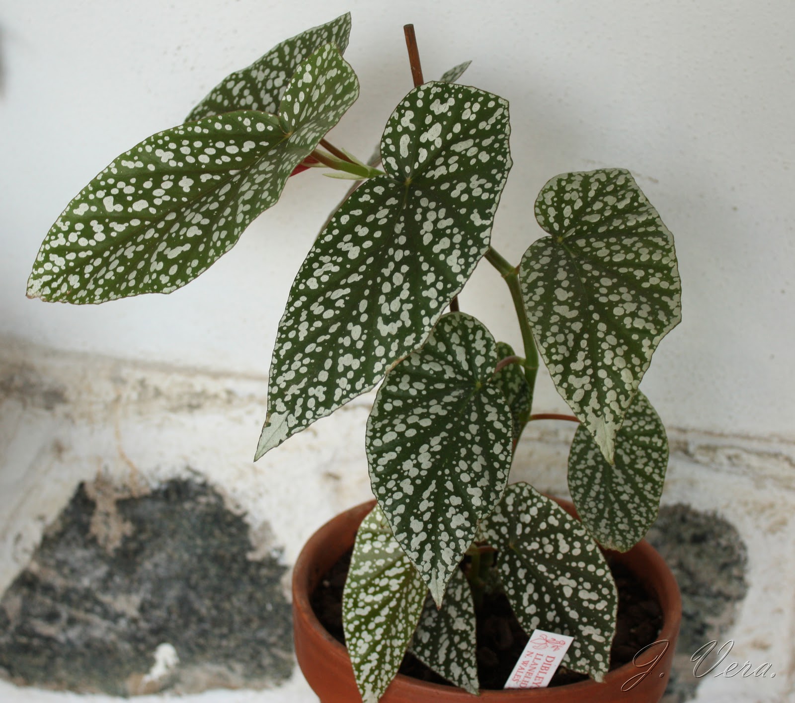 begonia+snowcap4.jpg