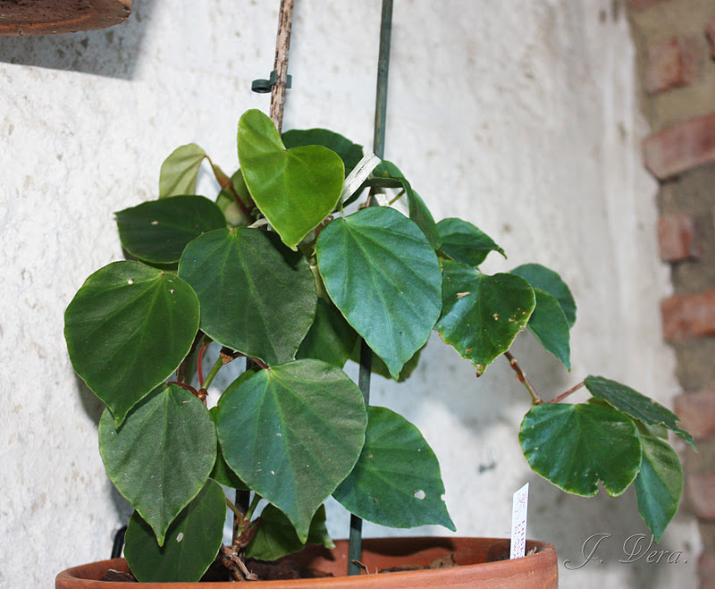 begonia+solananthera3.jpg