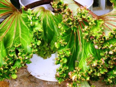 Begonia sp..JPG