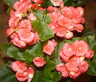 begonia-tuberhybrida.jpg