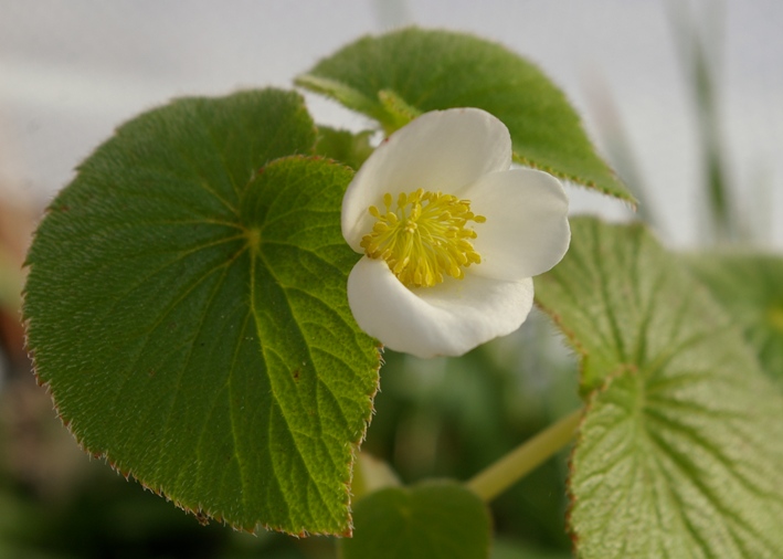 Begonia+wollastonii.JPG