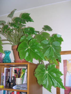 begonia1.jpg