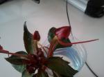 begonia2-762732.jpg