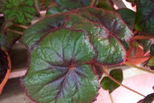 Begonia2.jpg