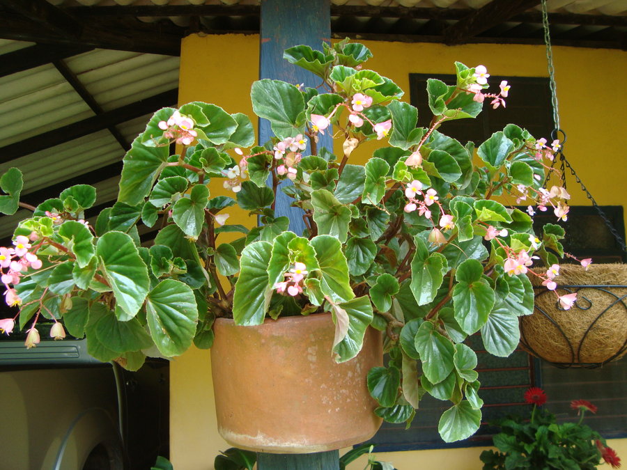 begonia2_by_cerezoinwonderland-d47h7gh.jpg
