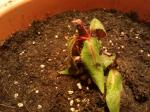 begonia3-762740.jpg