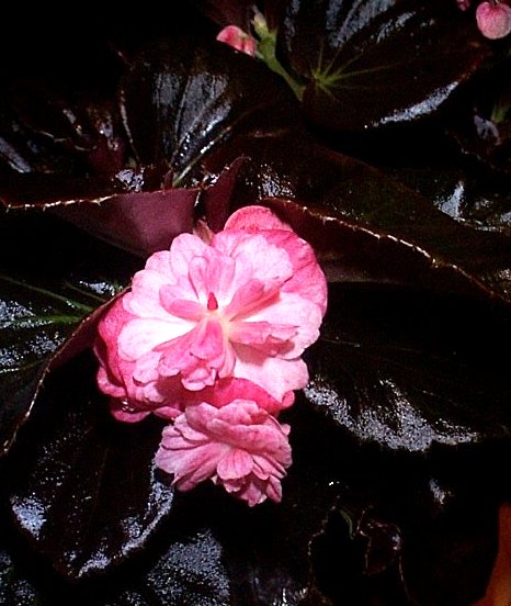 Foto de Begonia semperflorens de flor doble