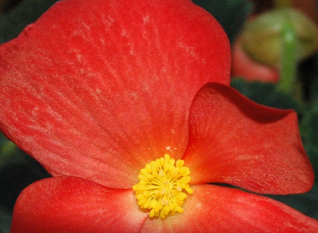 begonia5.jpg
