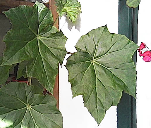 Begonia_01.jpg