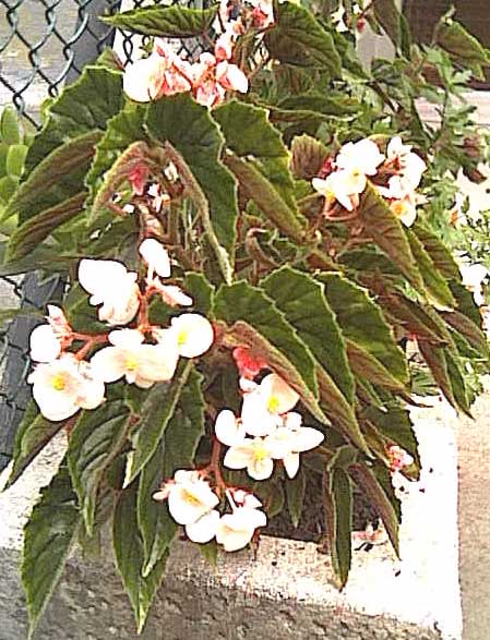 begonia_02.jpg