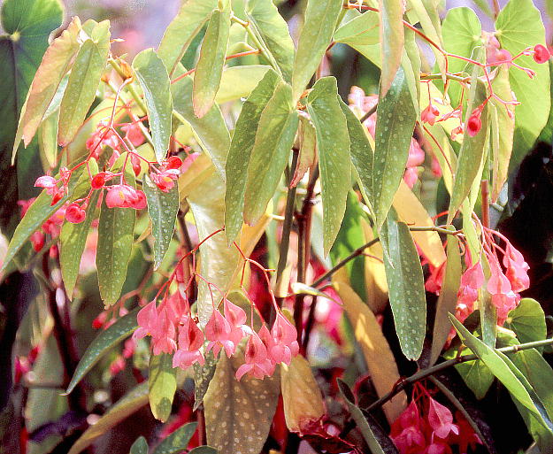 begonia_albo-picta_var_rosea_cultivated_in_narita_city_20040508_1.jpg
