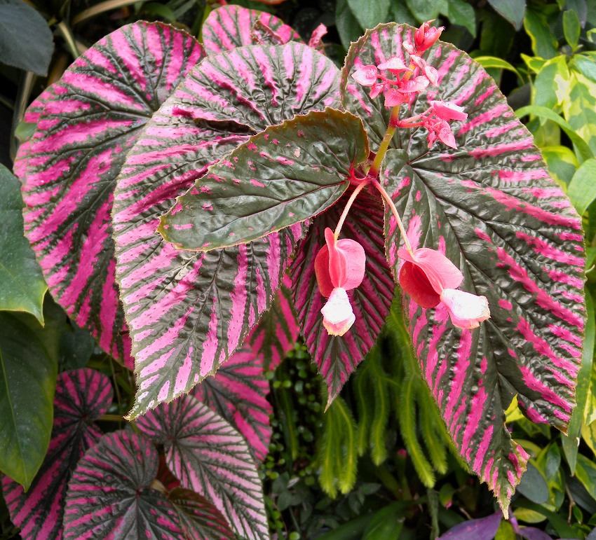 Begonia_brevirimosa_Exotica_1725.jpg