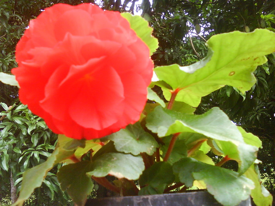 begonia_by_cerezoinwonderland-d47h2jx.jpg