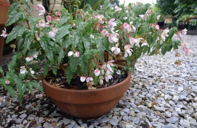 Begonia_cubensis_photo_file_178KB.jpg