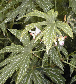 begonia_diadema.jpg