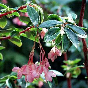 Begonia_foliosa.jpg