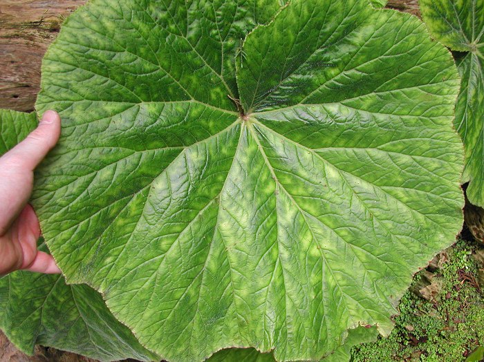 Begonia_fusca_1481.jpg