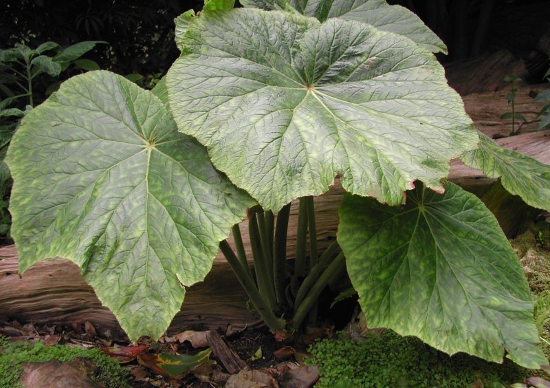 Begonia_fusca_1642.jpg