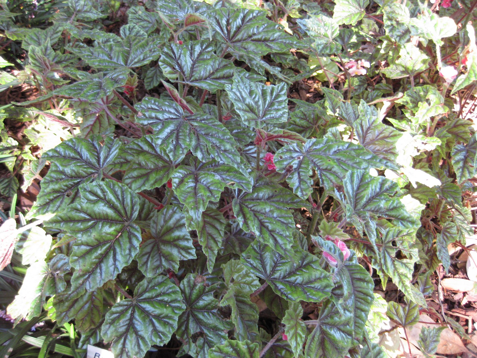 Begonia_incarnata-IMG_1138_rbgs10dec.jpg