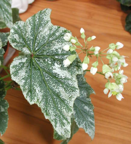 begonia_incarnata_x_ludwigii.jpg