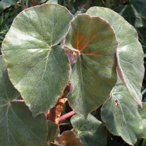 Begonia_Irene_Tapien.jpg