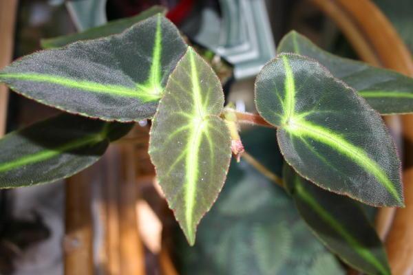 Begonia_listada.jpg