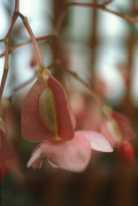 begonia_lucerna.jpg