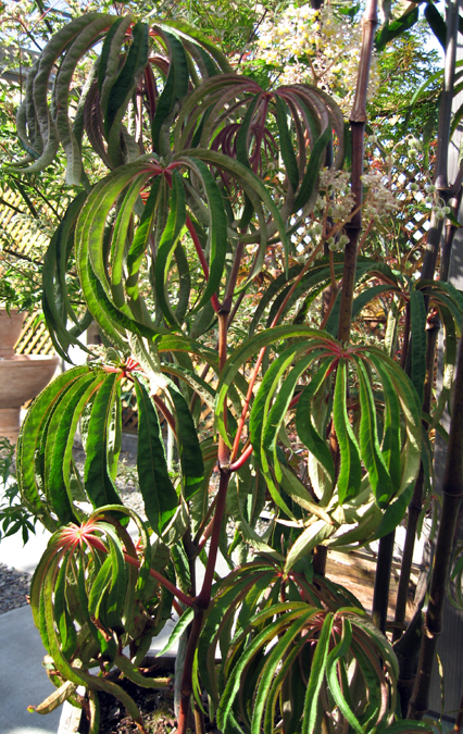 begonia_luxurians2.jpg