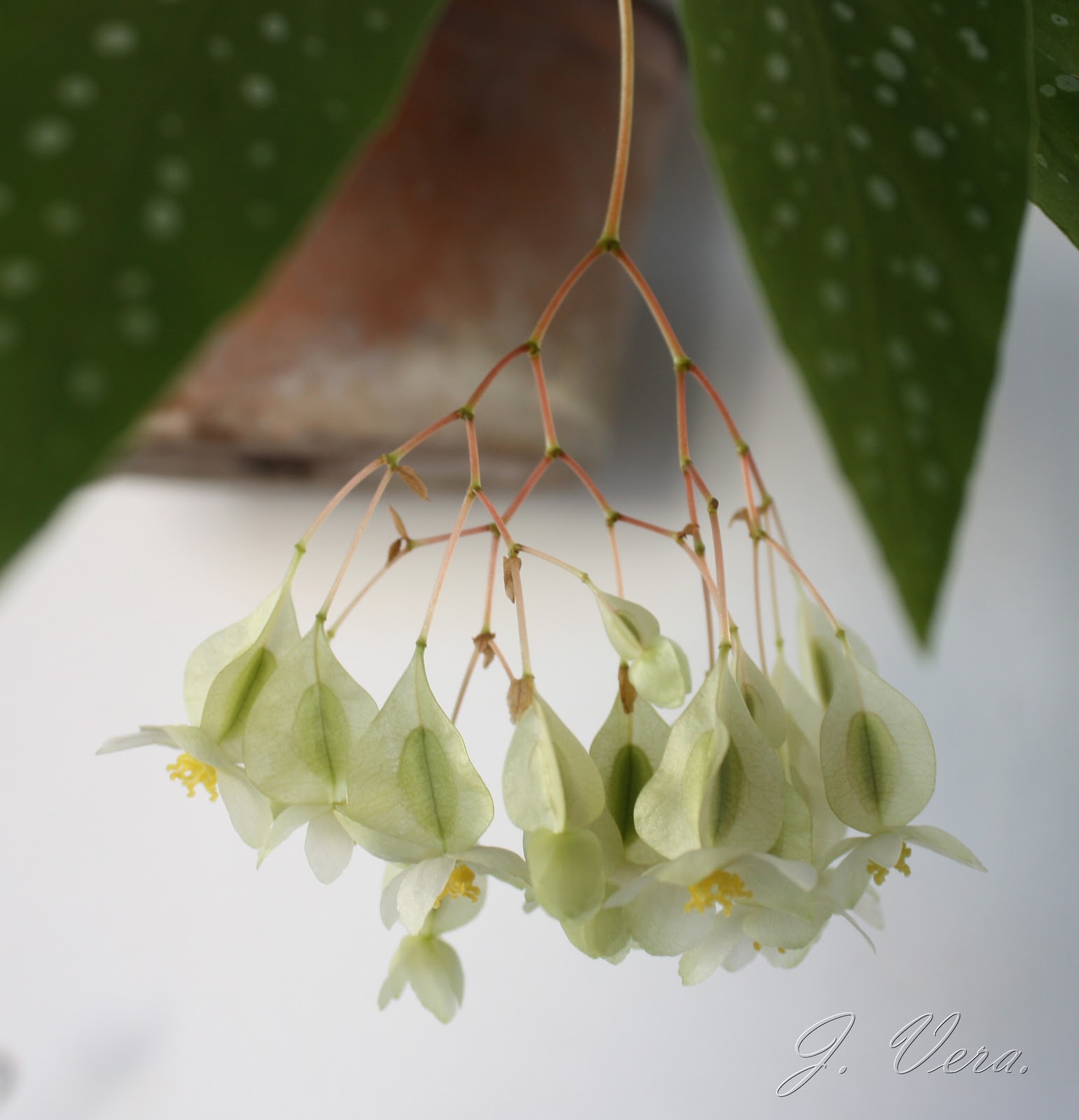 begoniaalbopicta2.jpg