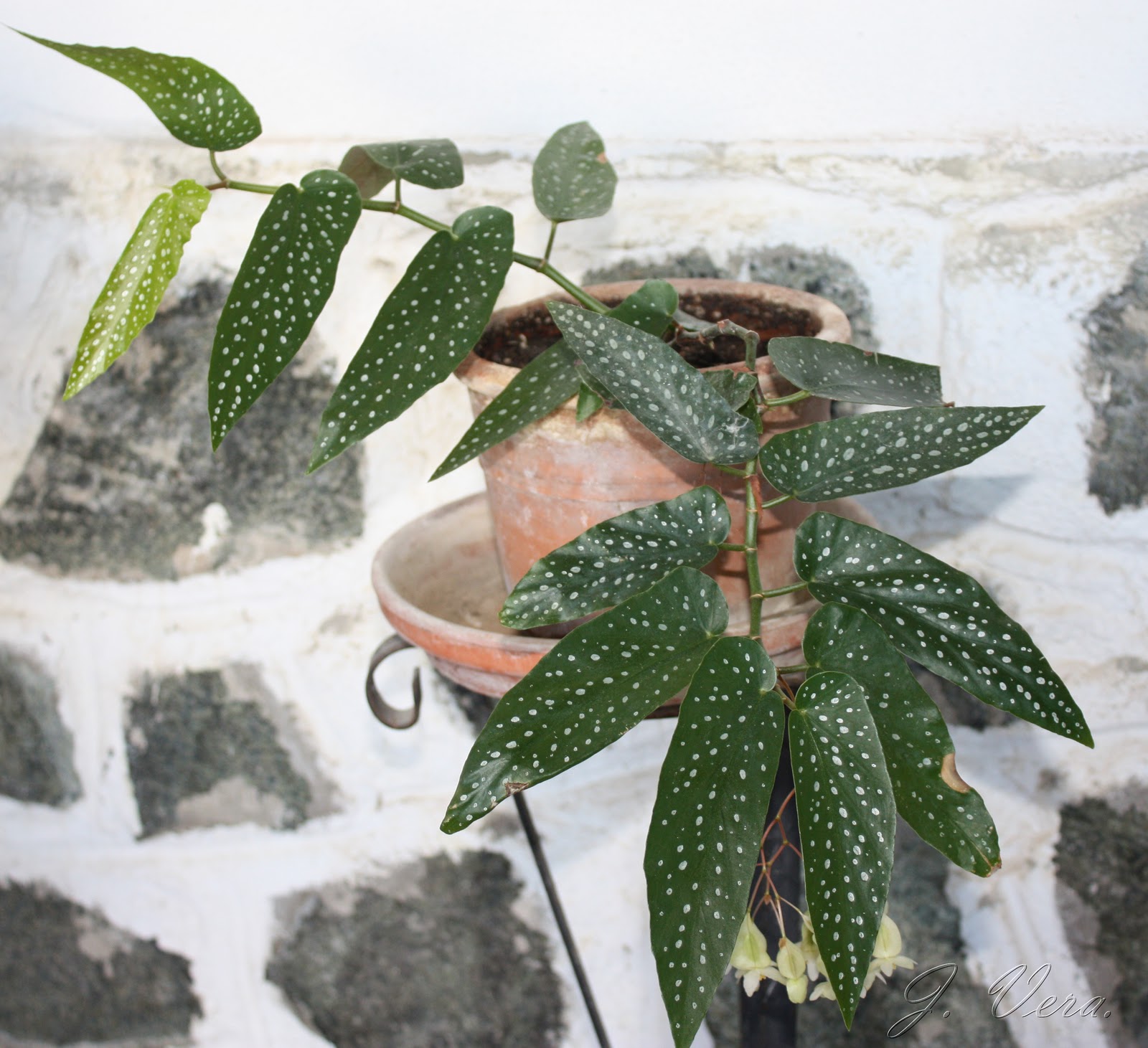 begoniaalbopicta3.jpg