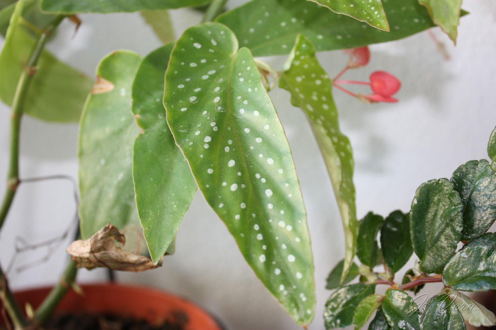 begoniaalbopictarosea3.jpg
