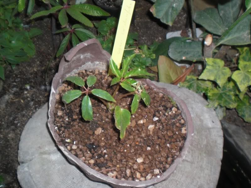begoniacarolineifolia15042012.jpg