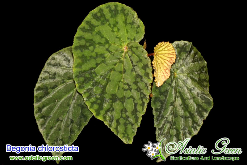 Begoniachlorosticta-1.jpg