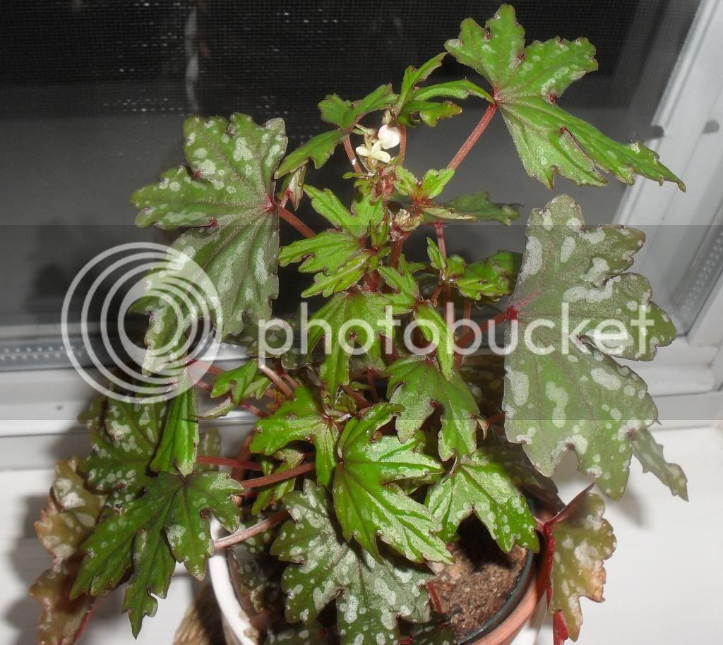 Begoniadregeiseedlingwithbuds_zps28451d93.jpg