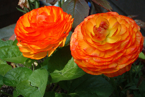 begoniaflor3.jpg