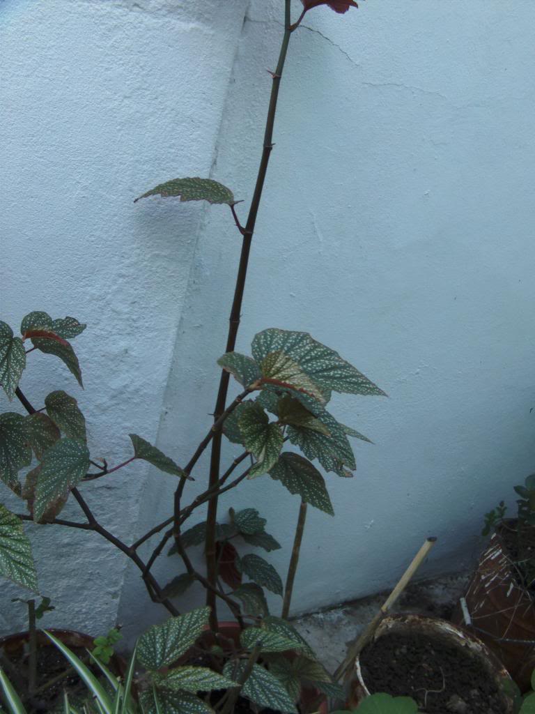 begoniagrande_zpsaf334263.jpg