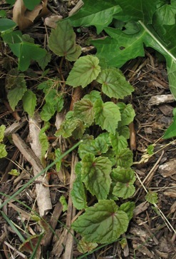 BegoniaGrandis050602.jpg