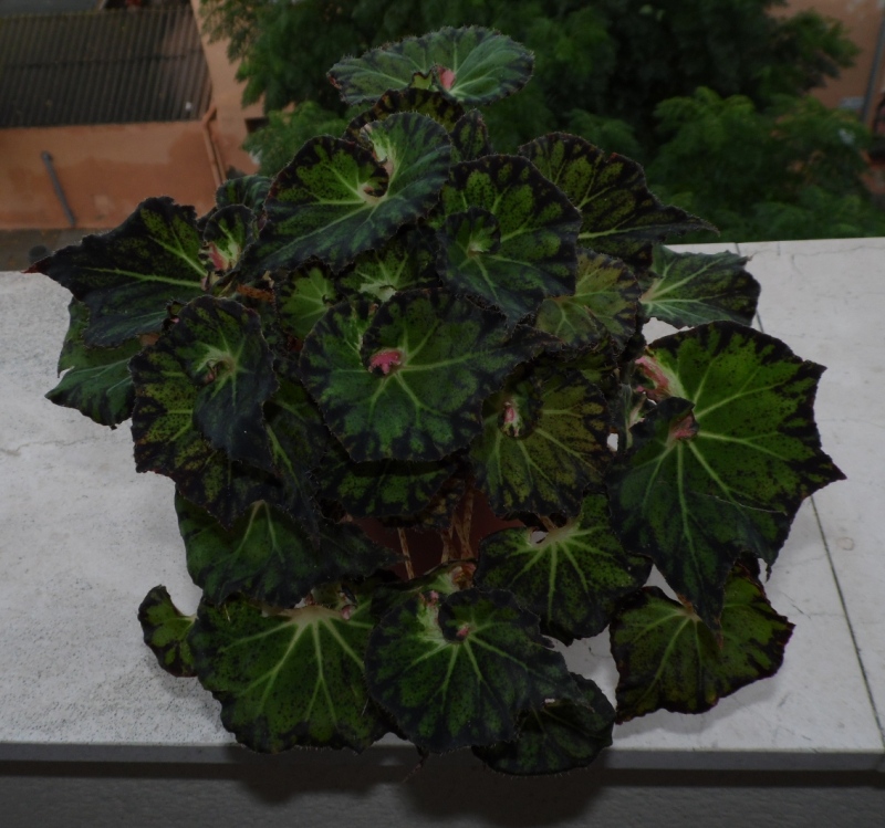 begoniahibrida26102012.jpg