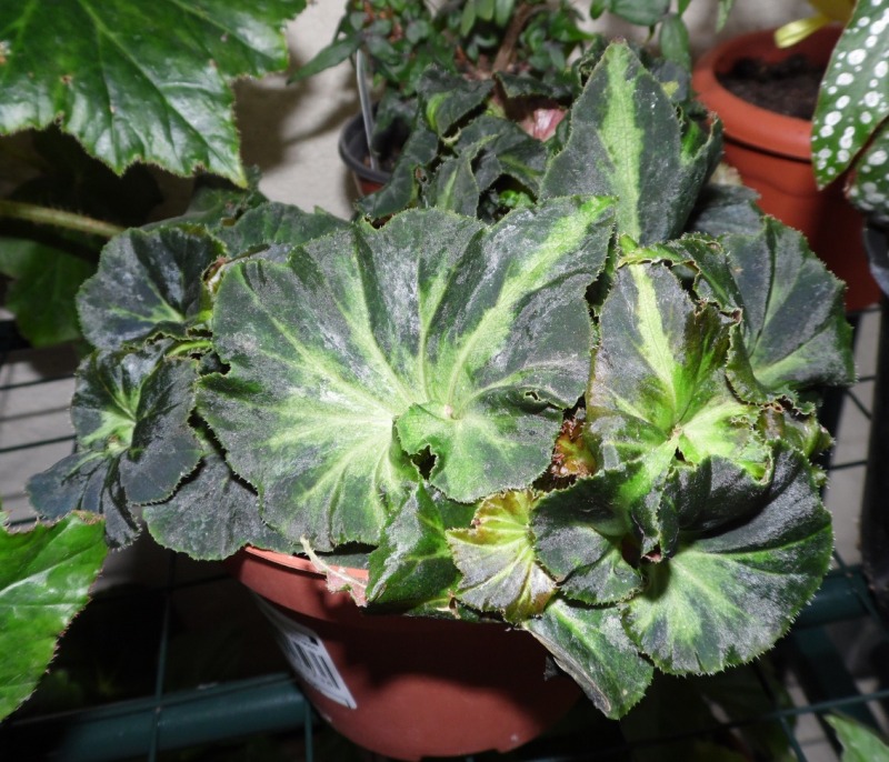 begoniahibrida2_26102012.jpg