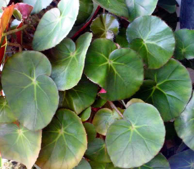Begoniahydrocotylifolia.jpg
