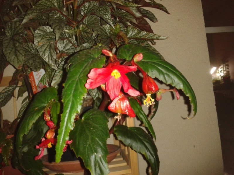begoniajardiland13062012.jpg