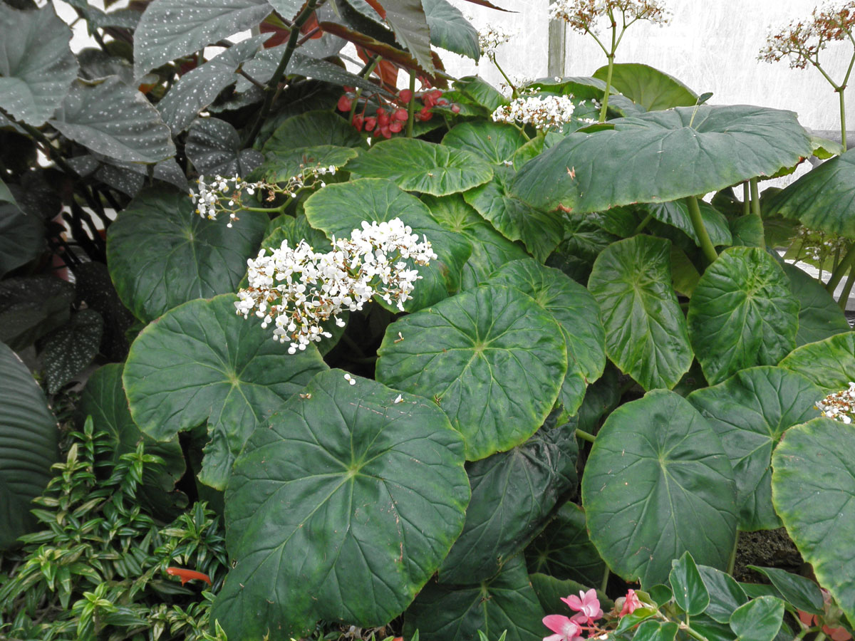 BegoniaNelumbiifolia1.jpg