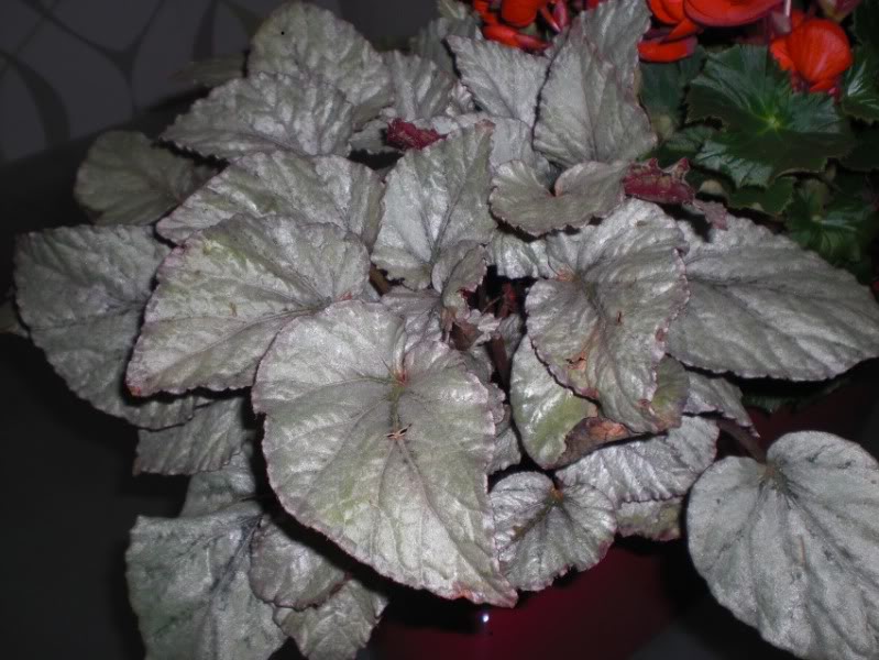 begoniarex1_18122011_01.jpg