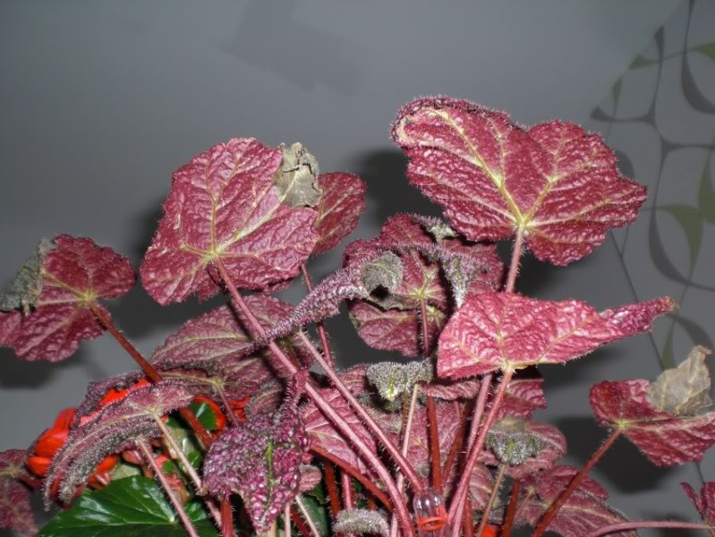begoniarex2_18122011_02.jpg