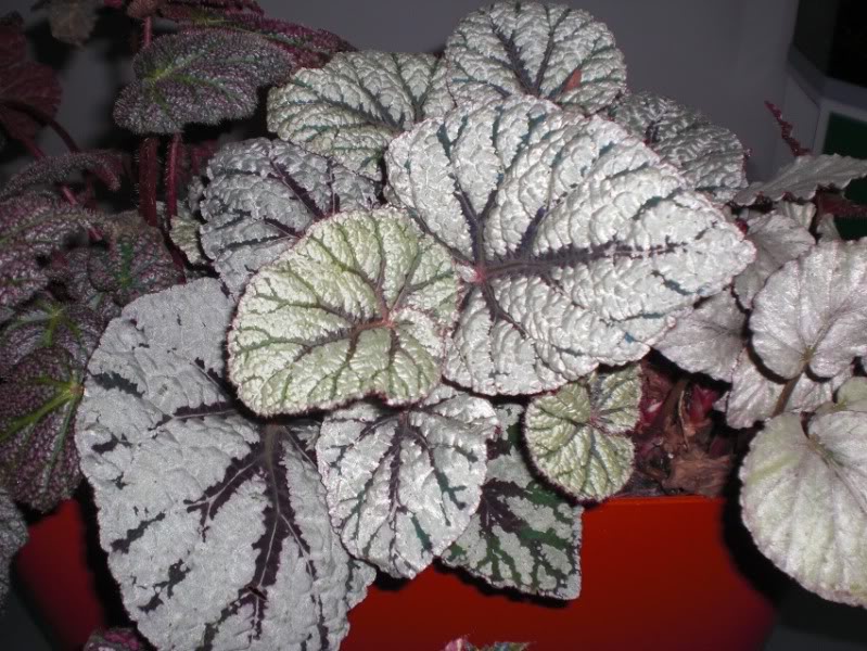 begoniarex_1_21012012.jpg