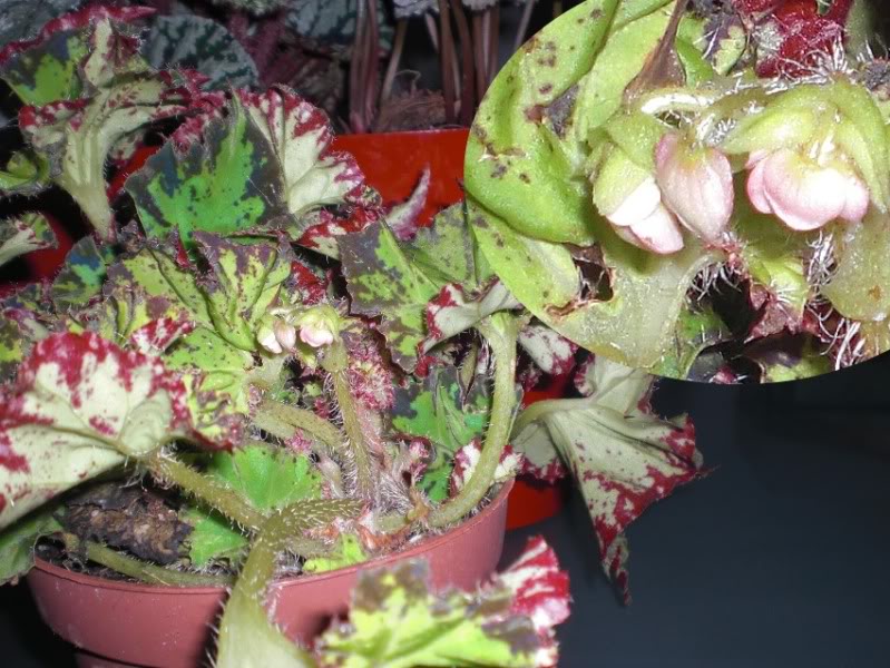 begoniarexrara_21012012_3.jpg