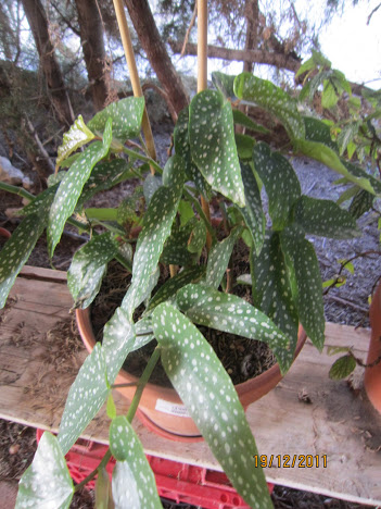 BEGONIAS+009.JPG